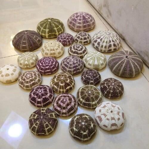 Sea urchin shell decorative landscaping sea shells shell decoration sea decoration seashells sea for decor