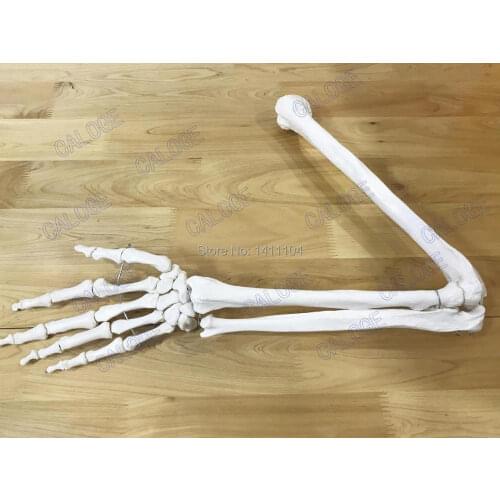 Free shipping&Natural human bone model of bone adult arm of upper limb bone adult arm and radius 1 - 1 hand bone
