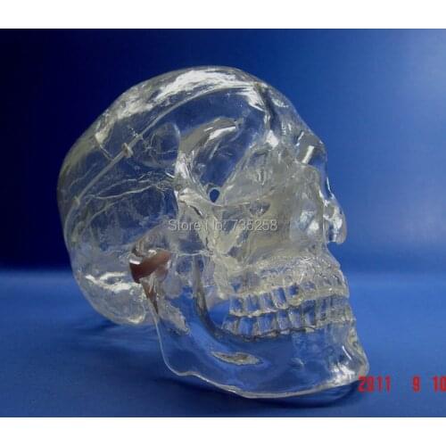 Transparent 1:1 Simulation Model of the Skull,Human Skull Model,Simulation Model of the Crystal Skull