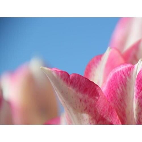 Decorative flowers printed on cotton canvas with high quality from nature photos wall pictures for living room free shipping