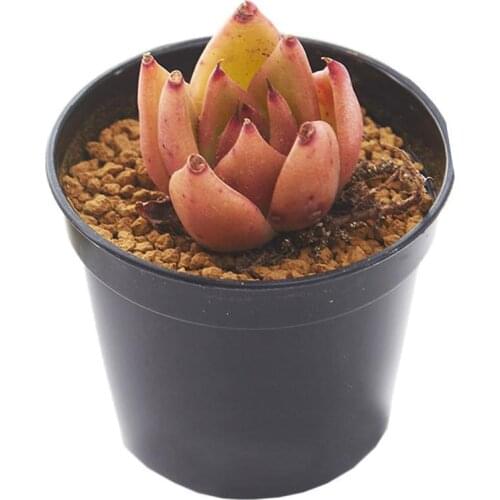 5pcs Mini Plastic Flower Pot Round Fleshy Nursery Special Flower Decoration Cm Pot Garden 7*5.8 Nursery About E9Q1