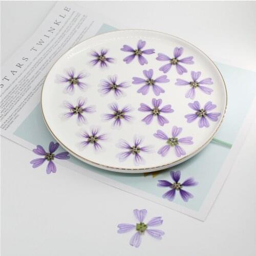 Mallow Plant Specimen Teaching DIY Hand-made Glue Dried Flower Material