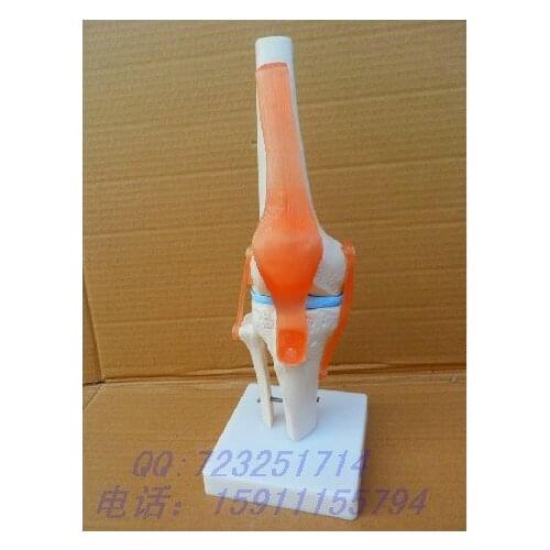 Function model , human articular model joint model