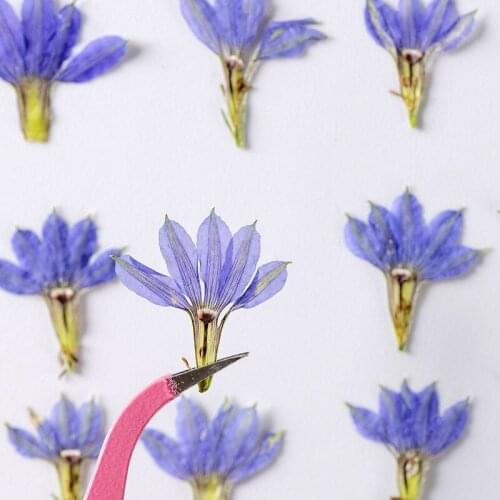 250pcs Pressed Dried Flower Goodeniaceae Plants Herbarium For Epoxy Resin Jewelry Bookmark Phone Case Makeup Nail Art Craft DIY