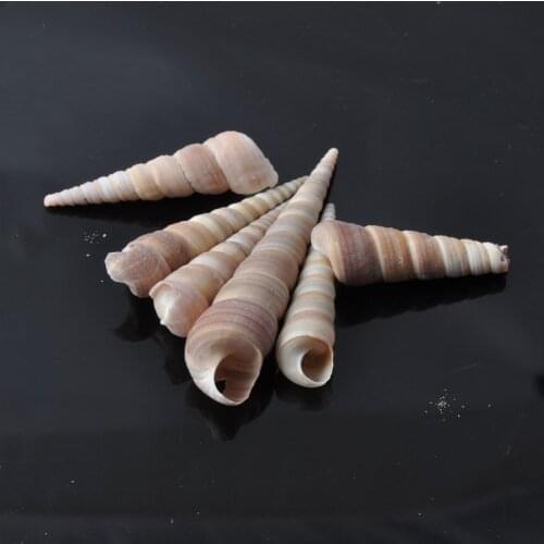 40-60mm Natural Spiral Seashell Scrapbook Craft Accessories for Beachy Home Decor DIY 20pcs TRS0046
