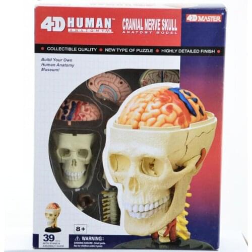 4D Master Human CRANIAL NERVE SKULL anatomical model denture teeth organizadores for esqueleto humano anatomia microscope
