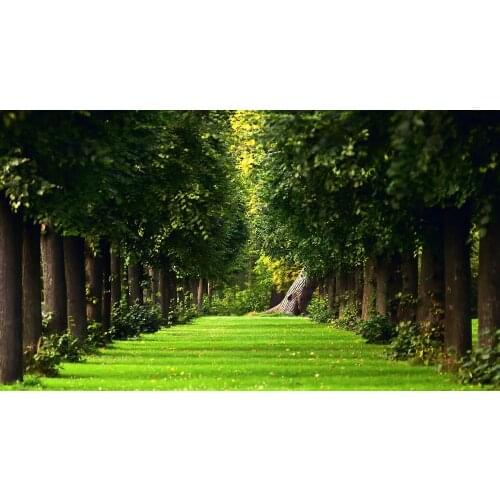 The natural summer forest green grass path Canvas Poster Print 24x36 inch art silk poster Wall Decor