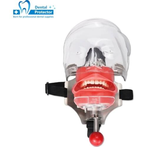 Simple Head Model Dental Simulator Phantom Head for Dentist Education Dentist Teaching /Head Model Phantom for Training Apparatu