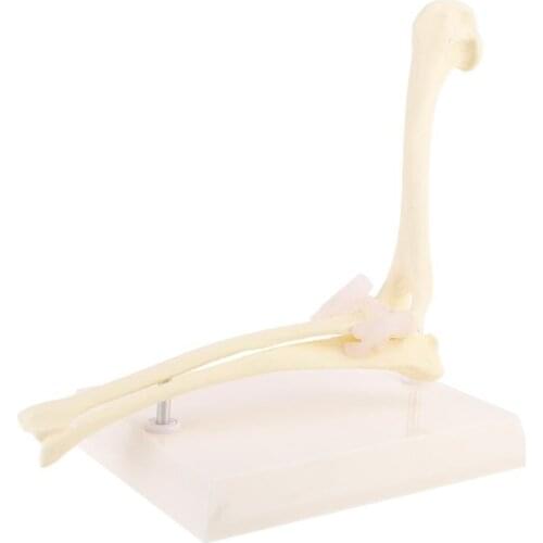 Dog Canine Elbow Joint Model Veterinary Teaching Research Skeleton Animal Display Halloween Gifts