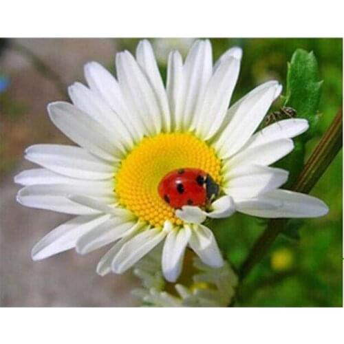 Diy Round Diamond Embroidery Flower White Daisy 3D Full Square Rhinestones Wall Decor Diy Diamond Painting Spring Gifts