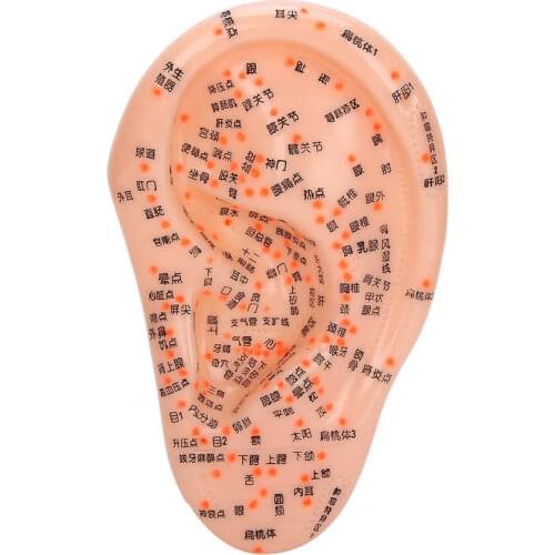 Multifunctional Human Ear Acupuncture Model with Acupuncture Points Ear Massage Model for Home Use Health Care