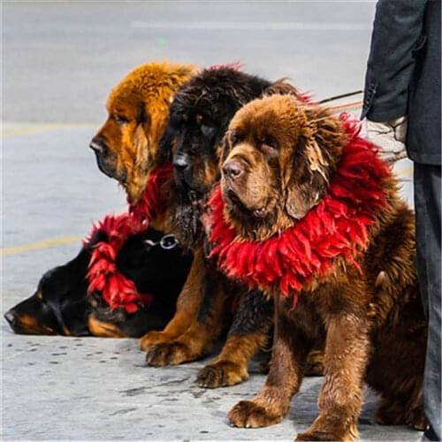 L035 Tibetan Mastiff yak`s hair red collar-Kekhor,big Zangao`s Collar,4 layers,18-20cm,low MOQ