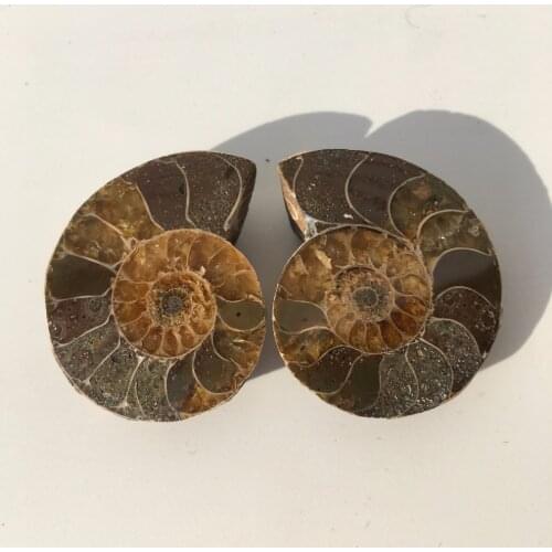 2pcs Natural conch slice polished Fossil Madagascar 28g