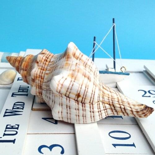 Natural conch shell 13-14cm pompilius derlook wedding fish tank aquarium decoration