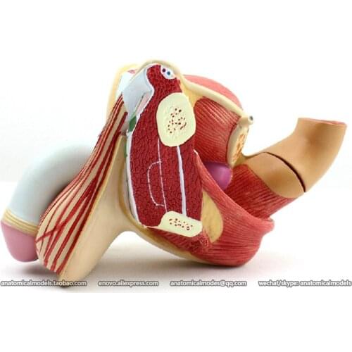 CMAM/12447 Male Genital Organs - 4 Parts, Genitourinary Medical Teaching Anatomical Model