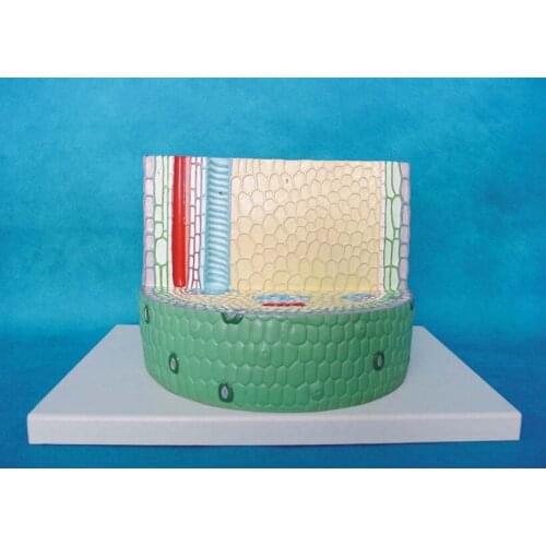 Plant stem dicotyledonous Zoom model Plant anatomy Biology Teaching Model free shipping