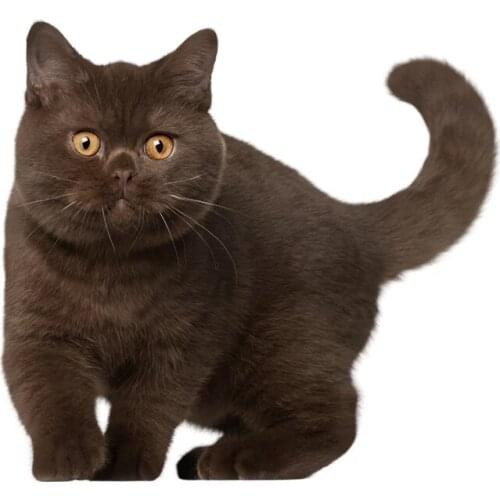 S50231# 13/15/17CM Personality PVC Decal Cute Cat V2 Car Sticker on Motorcycle Laptop Decorative Accessories