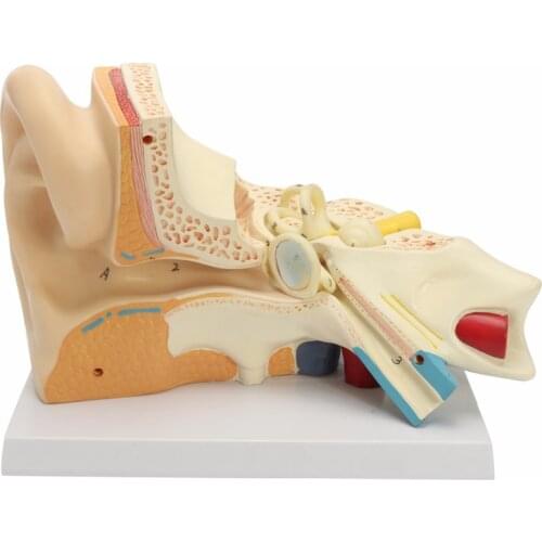 5X Magnification Human Ear Anatomy Model Auditory System Medical Science Teaching Resources Dropshipping