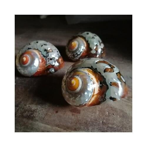 Natural Conch Shells South Africa Rong Snails Aquarium Landscape Collection Boutique Collection Hermit Crab Replacement Shell