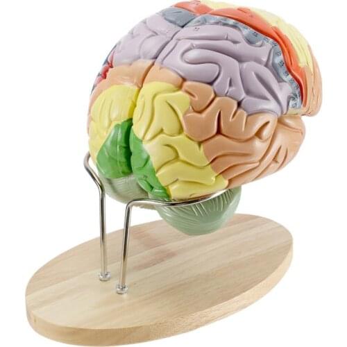 4 parts Magnified 2 Times Human Brain Anatomical Model Brain Function with Marked Teaching Brain Cortex