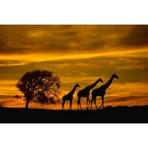 035 Africa Sunset - Giraffe Animals Nature Wall Silk Cloth Poster Art Decoration Gift