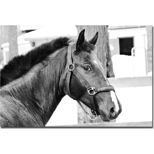 Horse Rhinoceros Bird Dialog Raccoon Cat Poster Black and White Wall Art Pictures Animals Wall Print Nordic Poster Canvas Art