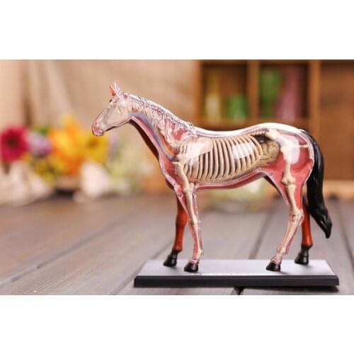 Horse anatomical model horse skeleton model 3d horse bones dimensional anatomical model science education model
