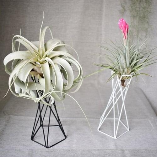 1PC Nordic Style Air Plant Holder Metal Flower Pots Stand Geometric Iron Tillandsia Holder Table Home Garden Ornaments