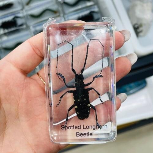 Aamazing!!!!Real Insect Specimens Resin Cfraft Education Toys Decoration Collectibles