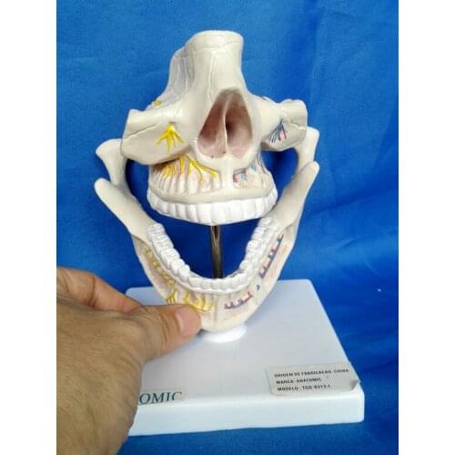 Adult Jaw Teeth Model Dental Lab Mandible Teeth Study Model Dental Tooth Teeth Dentist Dentistry Anatomical Anatomy Model