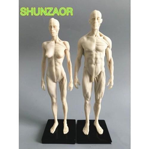1:6 white 30cm Human anatomy Male&female Flesh Anatomy comparative anatomy set dental camera make up model