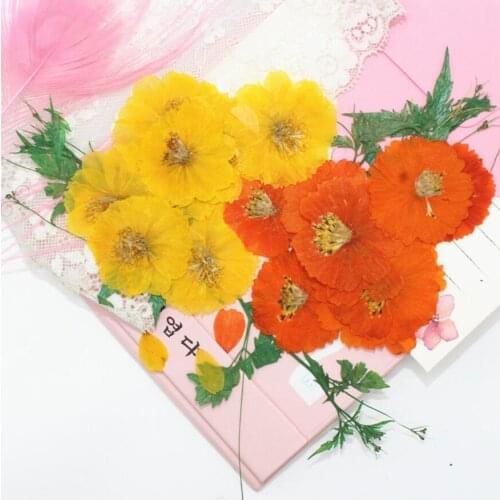 Pressed Dried Cosmos sulphureus Flower Plant Herbarium For Jewelry Postcard Bookmark Phone Case Photo Frame Invitation Card DIY