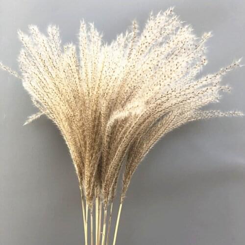 10/20/30 Pcs Natural Small Pampas Grass Decor Home Bouquet Dried Flowers Indoor Ornament Natural Real Wedding Flower Decor Props