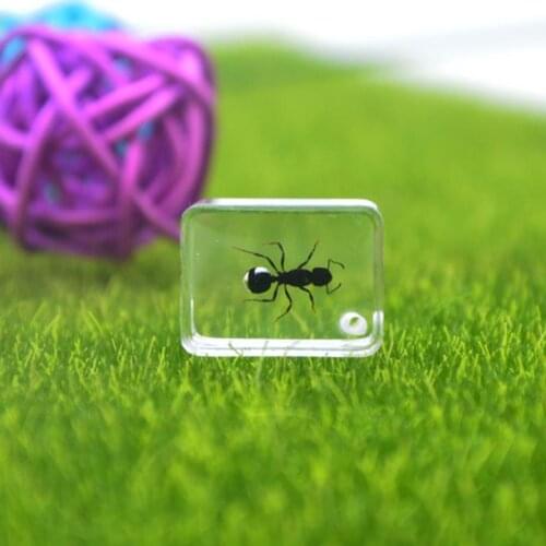 Pet Ant Corpse Specimen Personalized Gift Ant Nest Decoration