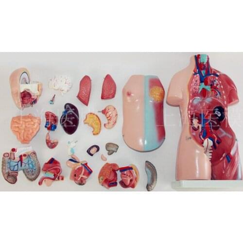 45CM uniex human Torso human anatomical structure model internal organ model 23 parts