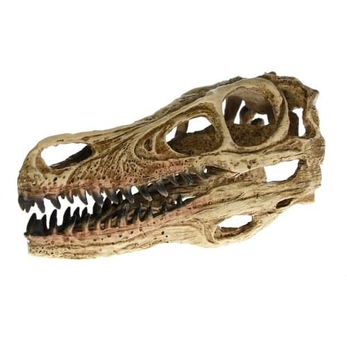 [MGT] High Precision Teaching Model Dinosaur Skull Model Velociraptor Fossil Resin Skull Dinosaur Polystone Statue Skeleton
