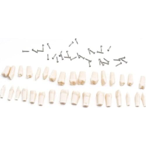 32pcs Teeths for Dental Teaching Model Teeth Model Standard Model Demonstration Soft Gum