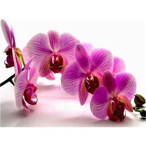 Flower Orchid DIY Cross Stitch Embroidery 11CT Kits Craft Needlework Set Cotton Thread Printed Canvas Home Decoration Sell