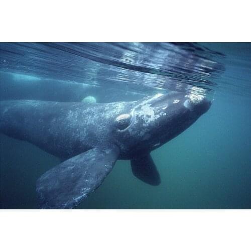 Bowhead Whales Giant Marine Animal (5) Silk Cloth Poster Art Bedroom Decoration