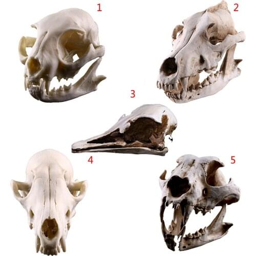 Resin Crafts Animal Skull Model Dog Cat Mouse Skull Teaching Skeleton Model Creative Home Ornaments Halloween Decoration