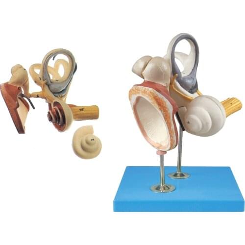 4X Enlarged Ear Anatomical Model 4 Times Inner Ear Structure Model Ear Ossicles Labyrinth Tympanic Membrane Otolaryngology Model