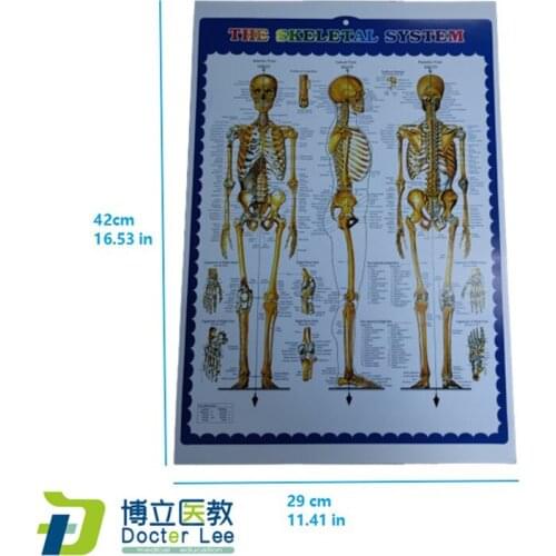 Human Anatomy Skeleton and Spine Poster for Medical Science Teaching