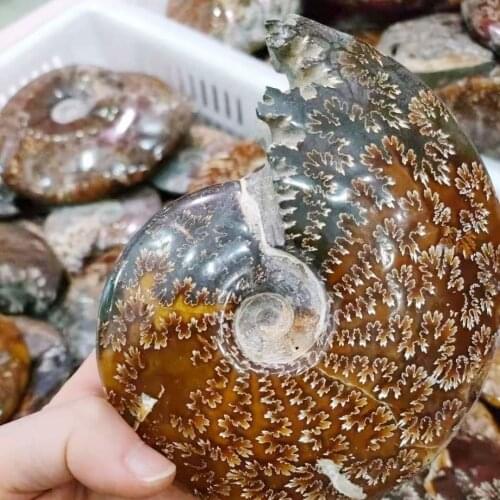 1pc Natural Mineral Stone Quartz Crystal Green Snail Fossil Home Decoration Energy