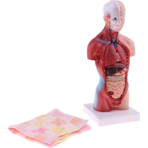 28cm Head Skull Hand Ear Heart Brain Anatomical Study Model