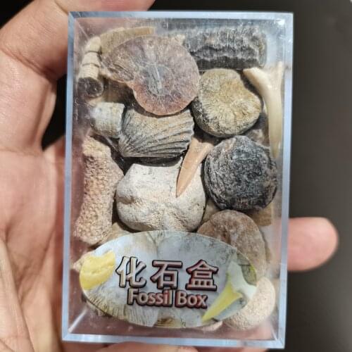 1 Box Mixed Fossil Ore Specimens Science Mineral Rock Museum Teaching Gravel Specimen Materials Natural Stone