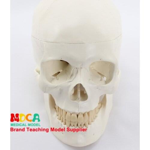 Standard skull model medical science and head bone skull specimen model MTG003