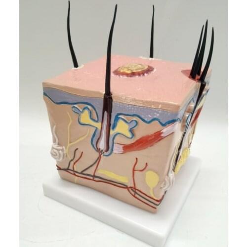 Human healthy hair growth process hair follicle enlargement acne acne skin anatomical structure model