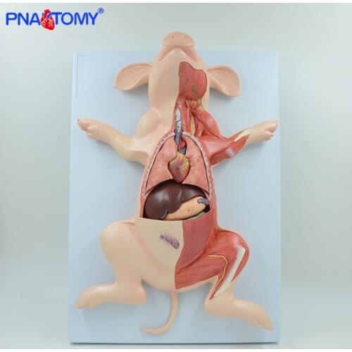 Pig anatomy model fetus pig hog anatomical pig muscles and internal organs animal liver stomach heart lungs study tool