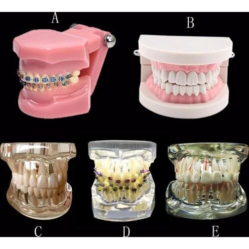 Various Dental Teeth Models Are Used For Teaching And Hospital Dentist Material