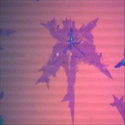 MoTe2 SiO2/Si substrate molybdenum dichloride